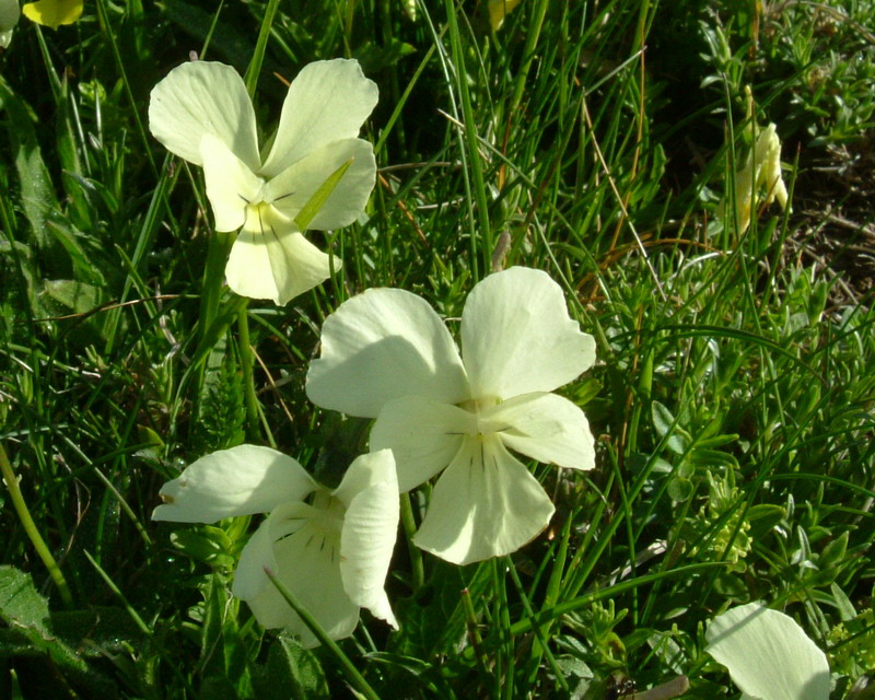 Viola ...variabilit di Viola calcarata